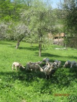 /album/fotogalerie/a10-2009-05-2010-480-jpg/